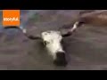 Ranchers Help Rescue Cattle Stuck In Flood (Storyful, Wild Animals)