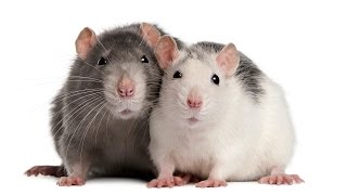 Крысы  Подземный разум  Секретные территории Документальный фильм Рен ТВ