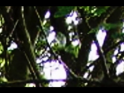 Peculiar, Isn't It? Video