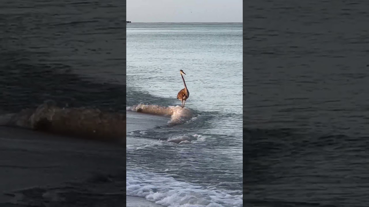 GIANT Bird Walks into OCEAN