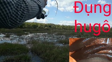 Câu cá lóc ở điểm câu huyền thoại. tập7.Nguyễn Phương Vlog.