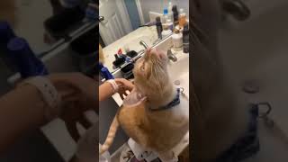 Download Lagu Kucing Pencuri Hati: Aksi Lucu yang Bikin Gagal Move On #KucingLucu#FunnyCats#CatComedy#KucingNgakak MP3