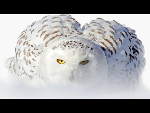 Белая сова - эксперт бесшумной охоты! Интересные факты о полярной сове.