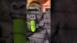 Gorillas Can Get All Their Water From The Food They Eat! #Gorilla #Asmr #Mukbang #Eating