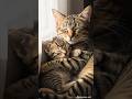 🐾 Tiny Kitten’s First Adventure | Cutest Cat Video Ever 🐾 #shorts #cat #catplay #catworld #kittytv