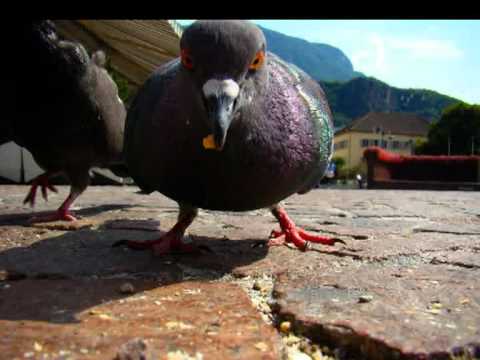 თეთრი ღამეები თამუნასთან 3 (მესიჯები)