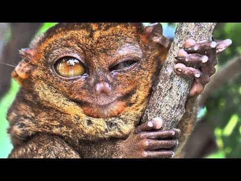 Vidéo: Adorables Petits Animaux : Tarsier