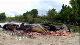 Criss angel alligators scape