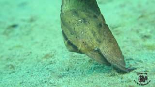 Orbiculate Batfish (Juvenile)