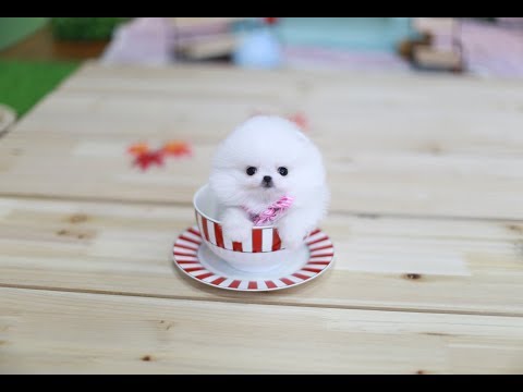 Video: Este Teacup Dog Your Cup O 'Tea?