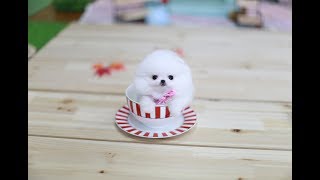 A teacup puppy steals a girl's heart! Pomeranian