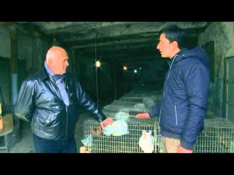 fermeris dgiuri 6-მებოცვრეობა