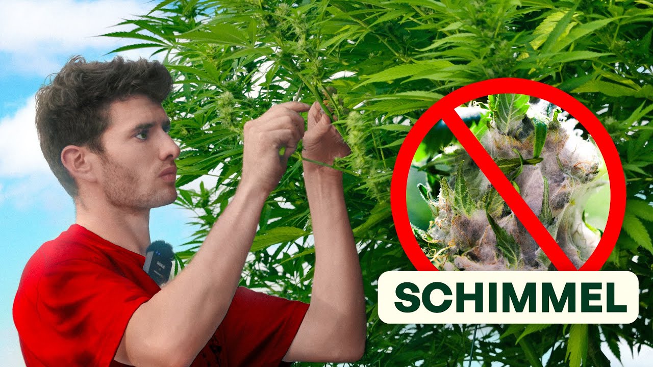 Schimmel vermeiden und Pflanzen stärken: Outdoor Erfolgreich durch die Blüte