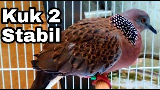 Download Lagu SUARA BURUNG TERKUKUR/DERKUKU TUMPANG SARI || Derkuku Kuk 2 Stabil MP3