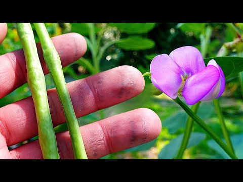 ቪዲዮ: Rotala በአሸዋ ውስጥ ማደግ ይችላል?