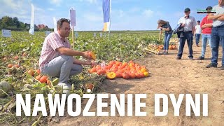 Nawożenie dyni – rekomendacje z Małopolskiego festiwalu dyni