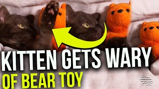 Little Kitten Gets Wary of Its Little Bear Toy as It Lays Next to It Under a Cover