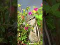 #trending #love #shortvideo #viralvideo #viralreels #explore