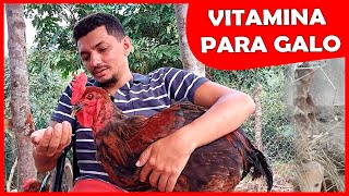 Galo Reprodutor - Aumentar A Taxa De Fertilidade Do Galo
