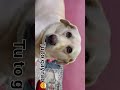 Lal lal colour chi bangdi😂..#funnydaibo#funnycontent#funnyshorts#funnydailoge…..