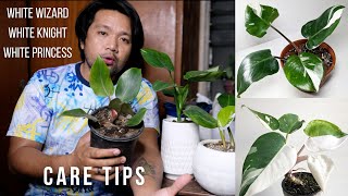 Care Tips White Trinity Philodendron White Wizard White Knight White Princess