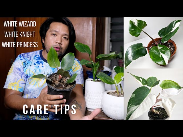 CARE TIPS | White Trinity Philodendron | White Wizard | White Knight | White  Princess - YouTube