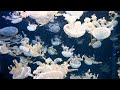 Jellyfish, White Spotted Sea Jellyfish Video || Jelly Fish Video || Floating Bell Jellyfishes Video