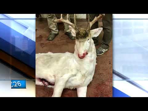 Albino deer accidentally shot in Pepin County
