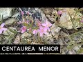 Centaura menor( Centaurium erythraea).