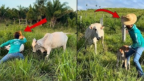 ENFRENTANDO TODAS AS VACAS BRAVA DA FAZENDA😰