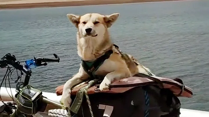 (後續）騎行路上撿一隻殘疾流浪狗，男子精心照顧帶它走了7000公里，殘缺的狗生中它度過了最幸福的4年！ - 天天要聞
