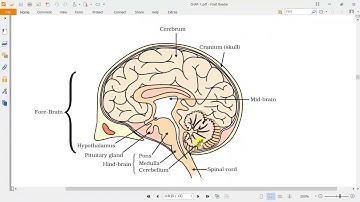 Human Brain | Class 10 Science | Ch 7, Part 2