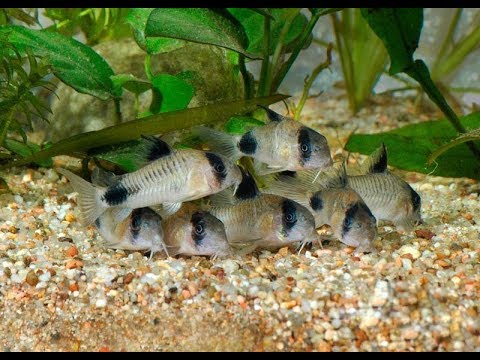 Khẩn cấp: cá ngoi lên mặt nước để thở (VietSub)