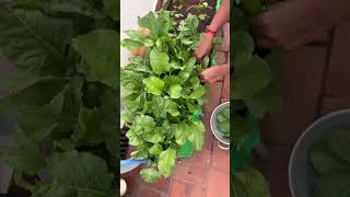 Palak harvesting terrace garden #veggies #terracegarden