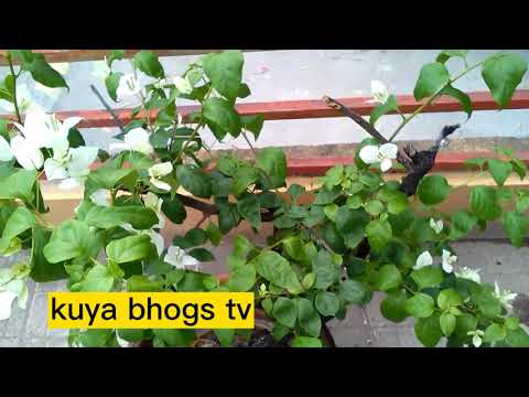 Bombels Flowers 060622