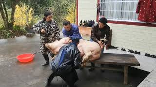 Pig Slaughter - Killing pigs in the countryside, It's too fierce to lift a 360 kg pig by one person.