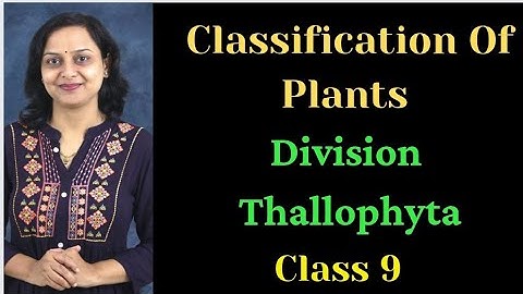Classification Of Plants | Division Thallophyta | Class 9 | Maharashtra State Board