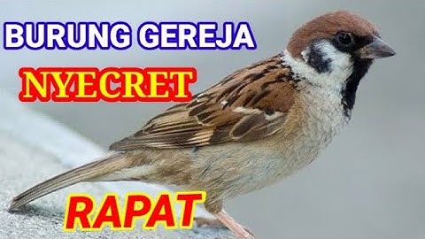 BURUNG GEREJA NYECRET panjang