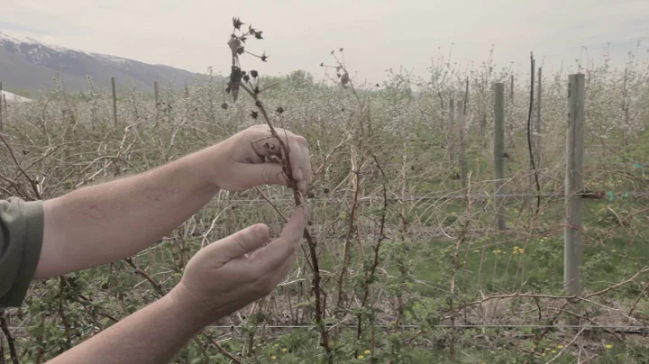 How to Prune Raspberries