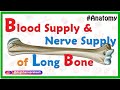 Long Bone Anatomy and Physiology Quiz