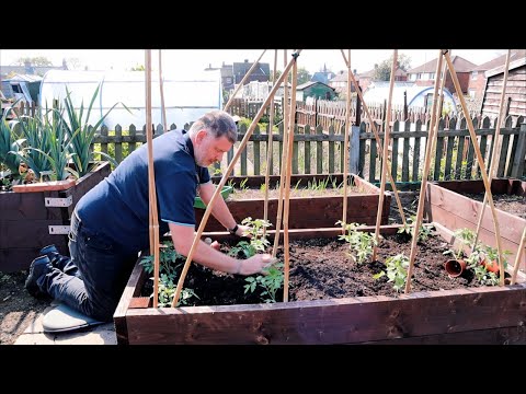 Video: Ar galima užaugintus pomidorus lauke?