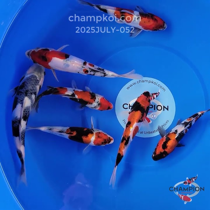 Ogata Japanese Koi Selection (Shiro Utsuri, Doitsu Showa) 35cm | For Sale ChampKoi