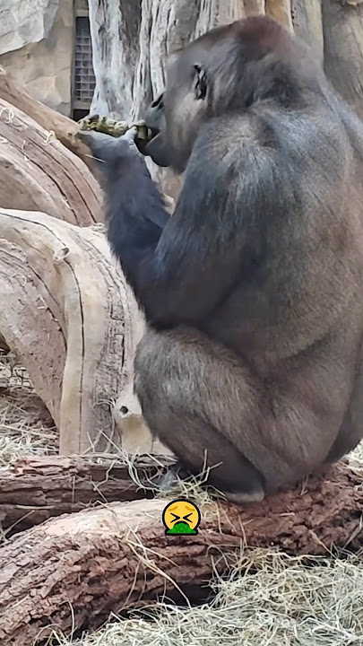 Bro’s literally one of us 💀🦍#gorilla #gorillas #monkey #foryou #funny #shorts