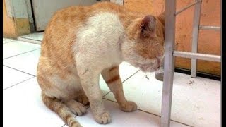 Kucing Aja Bisa Patah Hati (cats Being broken Heart)