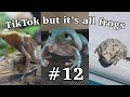 Tiktok but its all frogs 12