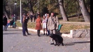 Идеальная работа собаки в зоне отдыха Идеальная работа собаки в зоне отдыха