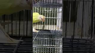 Aqua INO ❤️?? bird parrotlet lovebirds lovesigns lovebird parakeet cute cutebirds viral