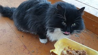 Feeding hungry cats in winter while it snows by Nine Lives 2,986 views 4 years ago 3 minutes