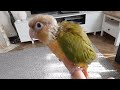 Prsentation de ma conure pyrrhura eam