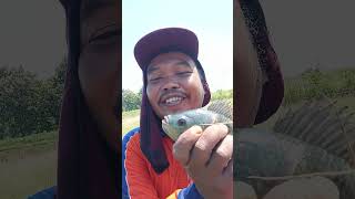 #mancing ikan nila